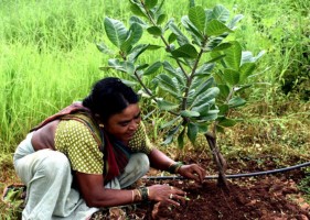 Afforestation & Plantation Drives